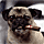 Frank the Pug